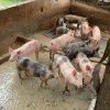 Imagen de marranitos en un establo
