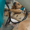 Imagen de un perro en una intervención médica