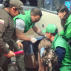 Imagen del rescate del canino en Bogotá