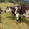 Productor ganadero de la localidad de Sumapaz con una vaca