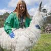 Funcionaria del IDPYBA atiende a una Llama en Bogotá.