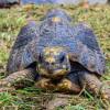 Tortuga rescatada por autoridades ambientales de Bogotá