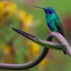 Colibrí posando en rama