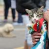 Foto de un gato y un perro en una de las jornadas de esterilización gratis de mascotas en Bogotá.
