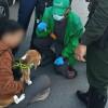 Foto de perra beagle rescatada en Bosa.