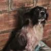 Sasha, perra rescatada en Fontibón