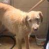 Foto del perro rescatado en Kennedy, al suroccidente de Bogotá.