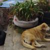 Perros en refugio de Bogotá