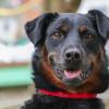 perro criollo en Bogotá