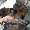 Imagen del operativo de rescate de perros en Rafael Uribe Uribe