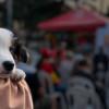 Perro cachorro en un centro de protección y cuidado de animales. 