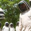 Clínica de abejas en Bogotá