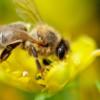 abeja avistada en Bogotá