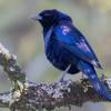 jornada de avistamiento de aves en Bogotá