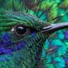 Foto de un colibrí zafiro coroniazul.