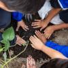 Niños plantando un árbol.