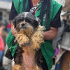 Perro rescatado en Bogotá sostenido por rescatista en localidad donde se realizaron operativos de control contra el maltrato animal