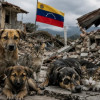 Foto de animales en Venezuela afectados por terremoto.