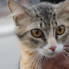 Foto de un gato en una jornada de bienestar animal en Bogotá.