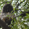 Foto de un búho orejudo en un árbol.