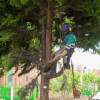 Imagen que muestra una persona podando un árbol 
