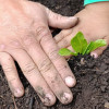 Manos adultas e infantiles protegen plántula verde sembrada en suelo fértil bogotano