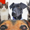 Perros y gatos rescatados aparecen juntos promoviendo adopción responsable para Expopet 2026 en Bogotá