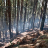 Bosque de pinos con humo visible tras incendio forestal en Bogotá