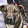 Perro mestizo en Bogotá porta arnés colorido con personas al fondo