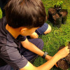 Niño participa en actividad de siembra de plántulas sobre césped en jornada ambiental en Engativá