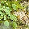 Nueva especie descubierta por investigadores del Jardín Botánico de Bogotá