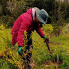 Persona realiza siembra manual de árbol joven en jornada de restauración ambiental en Bogotá