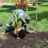 Operario del Jardín Botánico de Bogotá siembra árbol en parque durante jornada ambiental comunitaria
