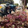 Personal del Jardín Botánico siembra plantas ornamentales en andén urbano del Tintal