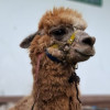 Primer plano de llama rescatada en Bogotá que será trasladada a un nuevo hábitat en Medellín