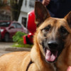 Perro con correa acompaña a persona en calle de Bogotá y mira a la cámara