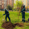 Operarios del Jardín Botánico de Bogotá siembran árbol en parque urbano de Bogotá con edificios de fondo