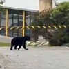 Oso andino camina por vía cerca de cerramiento en zona natural protegida en Chingaza