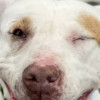 Perro blanco y manchas marrón lleva una correa mientras mira hacia la cámara y tiene un ojo cerrado 