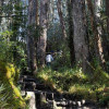 Foto que muestra árboles en un sendero ecológico 