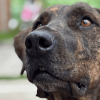 Primer plano de perro de pelaje atigrado durante jornada de adopción responsable del IDPYBA en Bogotá, con mirada al frente y fondo desenfocado.