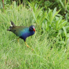 Imagen de una tingual azul en el cesped
