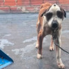 Perro víctima de maltrato animal permanece encadenado en vivienda durante operativo de rescate y protección animal en Bogotá en la localidad de Rafael Uribe Uribe.