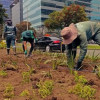 Personal del Jardín Botánico realiza labores de siembra y mantenimiento de plantas ornamentales en jardinera de la calle 26, con edificaciones, vía urbana y vehículos visibles al fondo.