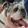 Primer plano de perro bulldog de edad avanzada con correa en espacio público de Bogotá.
