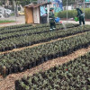 Segundo vivero temporal urbano de Bogotá con producción de material vegetal para proyectos de jardinería y restauración ambiental.