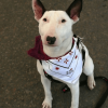 Perro bull terrier sentado.