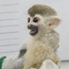 Mono ardilla juvenil recuperado por las autoridades ambientales de Bogotá durante operativo de protección y rescate de fauna silvestre.