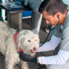 Foto de un veterinario examinando un perro blanco 