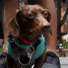 Perro salchicha participa en la Ruta Sabuesos de la Ciclovía de Bogotá, iniciativa para el bienestar de animales de compañía.